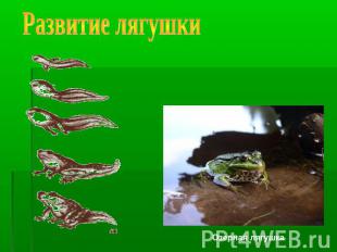 Развитие лягушкиОзерная лягушка
