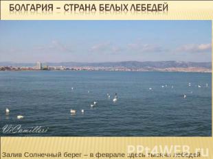 Болгария – страна белых лебедей Залив Солнечный берег – в феврале здесь тысячи л