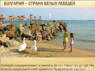 Болгария – страна белых лебедей Лебедей подкармливают и зимой и летом. Чаще куку