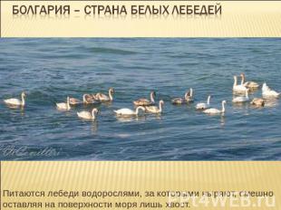 Болгария – страна белых лебедей Питаются лебеди водорослями, за которыми ныряют,