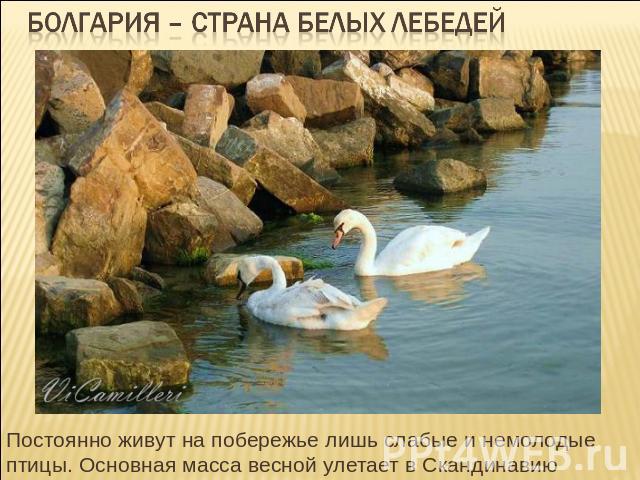Болгария – страна белых лебедей Постоянно живут на побережье лишь слабые и немолодые птицы. Основная масса весной улетает в Скандинавию