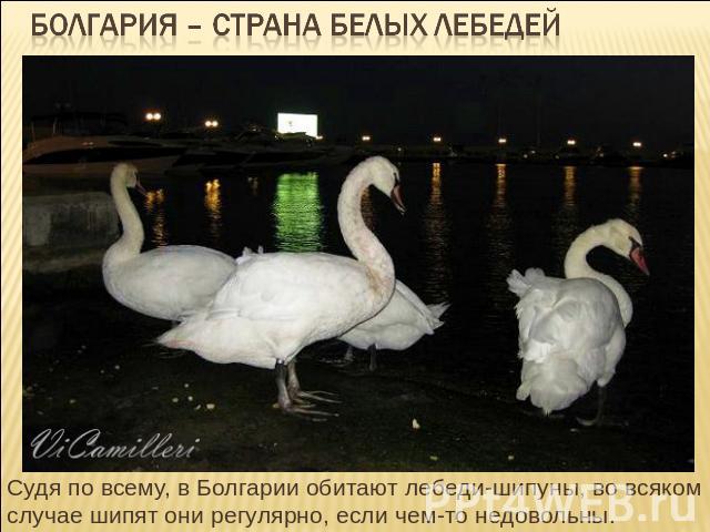 Болгария – страна белых лебедей Судя по всему, в Болгарии обитают лебеди-шипуны, во всяком случае шипят они регулярно, если чем-то недовольны.