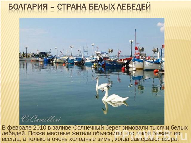 Болгария – страна белых лебедей В феврале 2010 в заливе Солнечный берег зимовали тысячи белых лебедей. Позже местные жители объяснили, что такое бывает не всегда, а только в очень холодные зимы, когда замерзают озера.