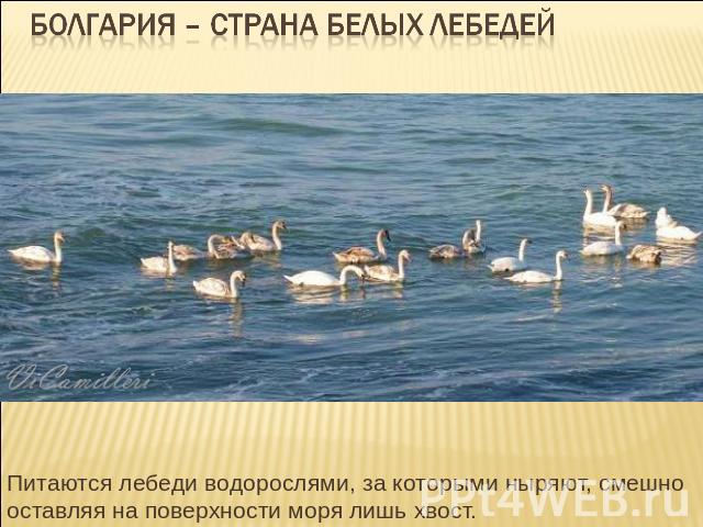 Болгария – страна белых лебедей Питаются лебеди водорослями, за которыми ныряют, смешно оставляя на поверхности моря лишь хвост.