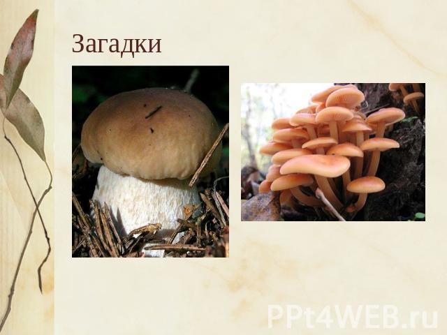 Загадки Царь грибов на толстой ножке –Самый лучший для лукошка.Он головку держит смело,Потому что гриб он …