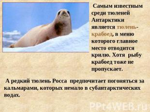 Самым известным среди тюленей Антарктики является тюлень-крабоед, в меню которог
