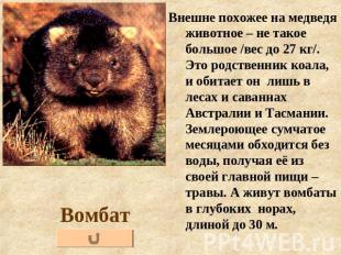 Вомбат Внешне похожее на медведя животное – не такое большое /вес до 27 кг/. Это