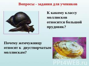 Вопросы - задания для учениковК какому классу моллюсков относится большой прудов
