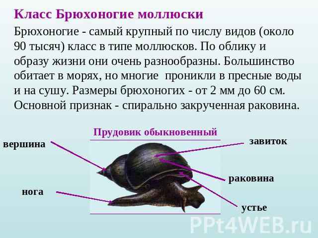Класс Брюхоногие моллюскиБрюхоногие - самый крупный по числу видов (около 90 тысяч) класс в типе моллюсков. По облику и образу жизни они очень разнообразны. Большинство обитает в морях, но многие проникли в пресные воды и на сушу. Размеры брюхоногих…