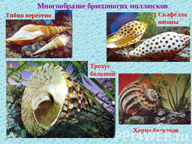 Многообразие брюхоногих моллюсковТибия веретеноСкафелла юноныТрохус большойХарпа большая