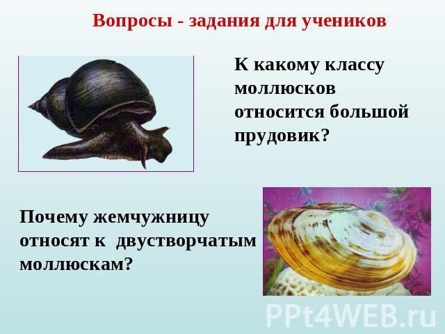 Вопросы - задания для учениковК какому классу моллюсков относится большой прудовик?Почему жемчужницу относят к двустворчатым моллюскам?