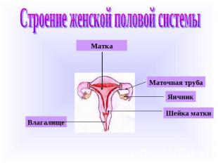 Строение женской половой системыМаткаВлагалищеМаточная трубаЯичникШейка матки
