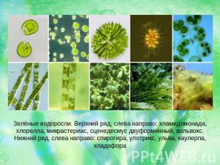 Зелёные водоросли. Верхний ряд, слева направо: хламидомонада, хлорелла, микрасте
