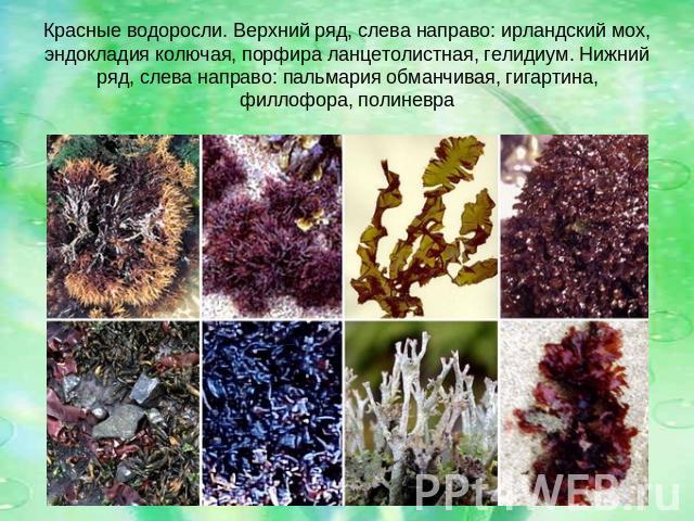 Красные водоросли. Верхний ряд, слева направо: ирландский мох, эндокладия колючая, порфира ланцетолистная, гелидиум. Нижний ряд, слева направо: пальмария обманчивая, гигартина, филлофора, полиневра