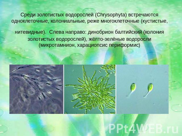 Среди золотистых водорослей (Chrysophyta) встречаются одноклеточные, колониальные, реже многоклеточные (кустистые, нитевидные). Слева направо: динобрион балтийский (колония золотистых водорослей), жёлто-зелёные водоросли (микротамнион, харациопсис п…