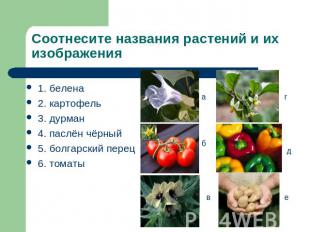 Соотнесите названия растений и их изображения 1. белена2. картофель3. дурман4. п