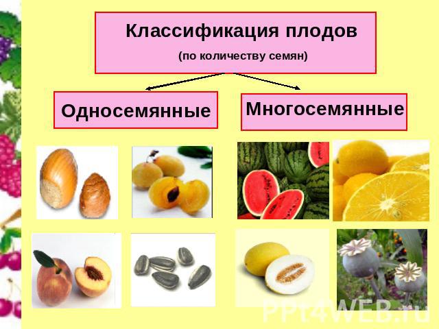 Классификация плодов(по количеству семян)ОдносемянныеОдносемянныеМногосемянные