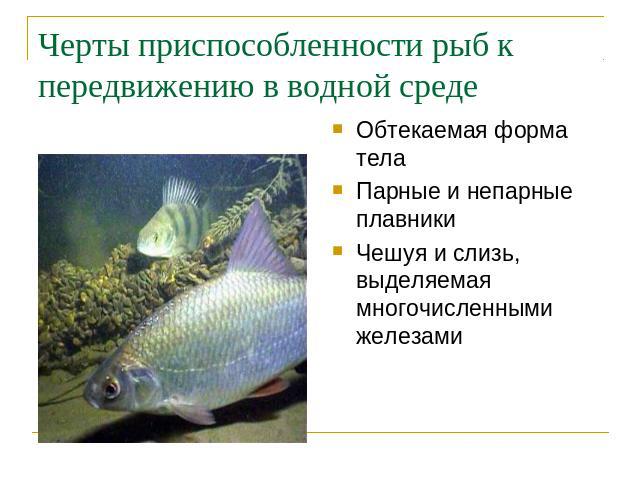 Черты приспособленности рыб к передвижению в водной среде Обтекаемая форма телаПарные и непарные плавникиЧешуя и слизь, выделяемая многочисленными железами