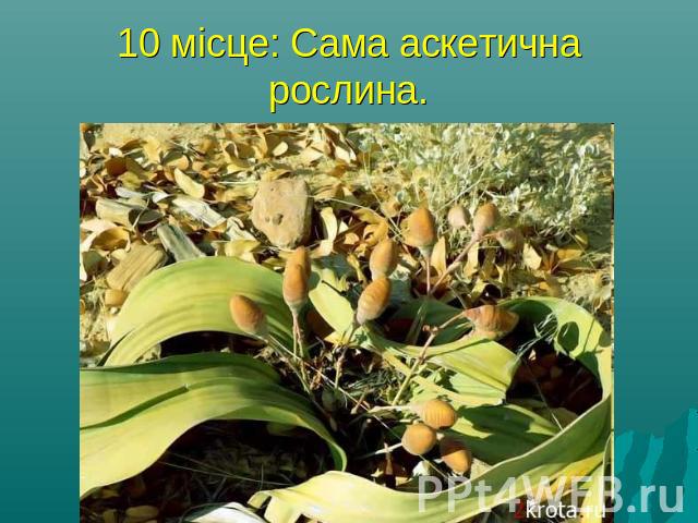 10 місце: Сама аскетична рослина.