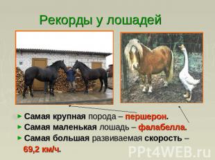 Рекорды у лошадей Самая крупная порода – першерон.Самая маленькая лошадь – фалаб