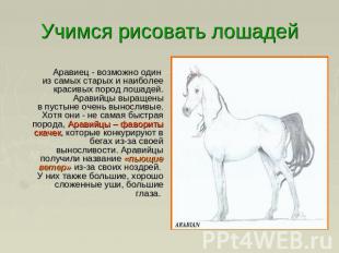 Учимся рисовать лошадей Аравиец - возможно один из самых старых и наиболее краси