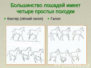 Большинство лошадей имеет четыре простых походки Кентер (лёгкий галоп)Галоп