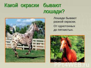 Какой окраски бывают лошади? Лошади бывают разной окраски. От однотонных до пятн