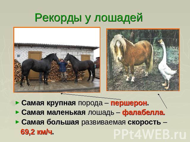 Рекорды у лошадей Самая крупная порода – першерон.Самая маленькая лошадь – фалабелла.Самая большая развиваемая скорость – 69,2 км/ч.