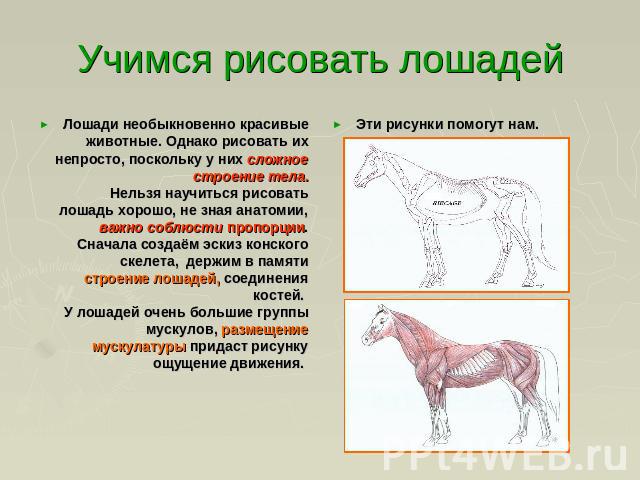 Учимся рисовать лошадей Лошади необыкновенно красивые животные. Однако рисовать их непросто, поскольку у них сложное строение тела.Нельзя научиться рисовать лошадь хорошо, не зная анатомии, важно соблюсти пропорции. Сначала создаём эскиз конского ск…