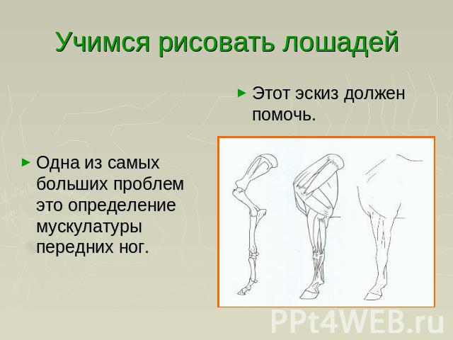 Учимся рисовать лошадей Этот эскиз должен помочь.Одна из самых больших проблем это определение мускулатуры передних ног.