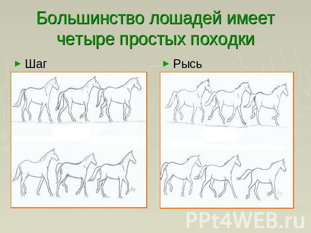 Большинство лошадей имеет четыре простых походки ШагРысь