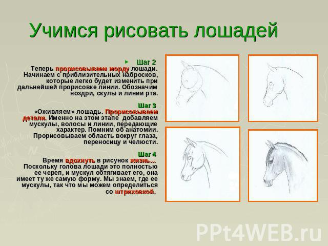 Учимся рисовать лошадей Шаг 2 Теперь прорисовываем морду лошади. Начинаем с приблизительных набросков, которые легко будет изменить при дальнейшей прорисовке линии. Обозначим ноздри, скулы и линии рта.Шаг 3 «Оживляем» лошадь. Прорисовываем детали. И…