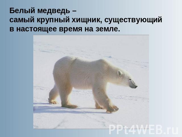 Белый медведь –самый крупный хищник, существующийв настоящее время на земле.