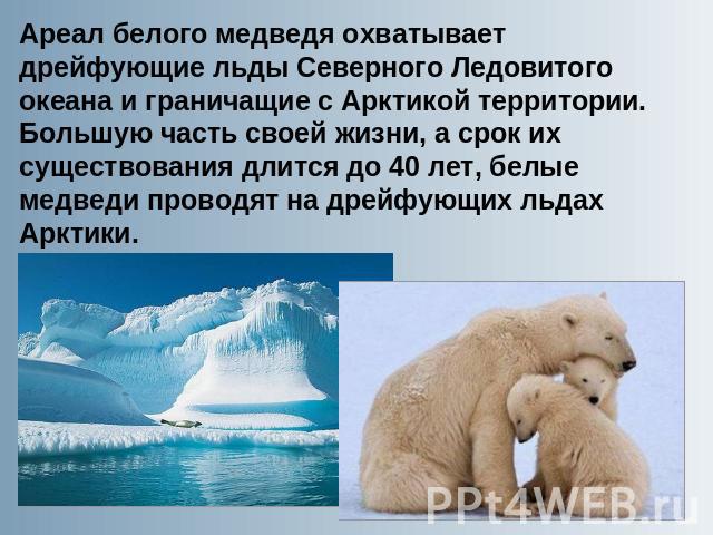 Ареал белого медведя охватывает дрейфующие льды Северного Ледовитого океана и граничащие с Арктикой территории. Большую часть своей жизни, а срок их существования длится до 40 лет, белые медведи проводят на дрейфующих льдах Арктики.