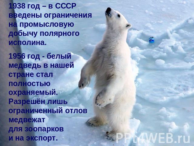 1938 год – в СССР введены ограничения на промысловую добычу полярного исполина. 1956 год - белый медведь в нашей стране стал полностью охраняемый. Разрешён лишь ограниченный отлов медвежатдля зоопаркови на экспорт.
