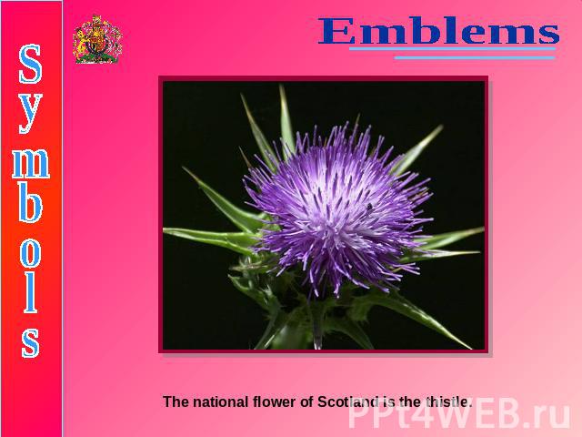 EmblemsSymbolsThe national flower of Scotland is the thistle.