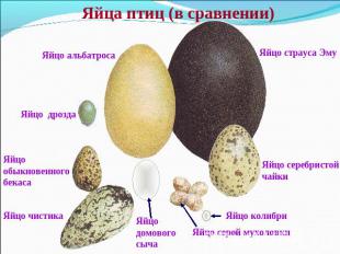 Яйца птиц (в сравнении)