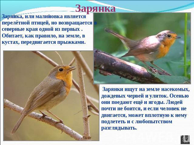 Зарянка Зарянка, или малиновка является перелётной птицей, но возвращается в северные края одной из первых . Обитает, как правило, на земле, в кустах, передвигается прыжками. Зарянки ищут на земле насекомых, дождевых червей и улиток. Осенью они поед…