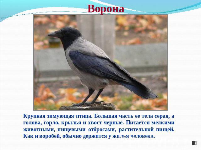 Ворона Крупная зимующая птица. Большая часть ее тела серая, а голова, горло, крылья и хвост черные. Питается мелкими животными, пищевыми отбросами, растительной пищей. Как и воробей, обычно держится у жилья человека.