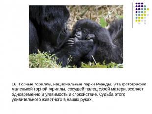 16. Горные гориллы, национальные парки Руанды. Эта фотография маленькой горной г