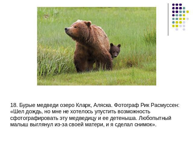 18. Бурые медведи озеро Кларк, Аляска. Фотограф Рик Расмуссен: «Шел дождь, но мне не хотелось упустить возможность сфотографировать эту медведицу и ее детеныша. Любопытный малыш выглянул из-за своей матери, и я сделал снимок».