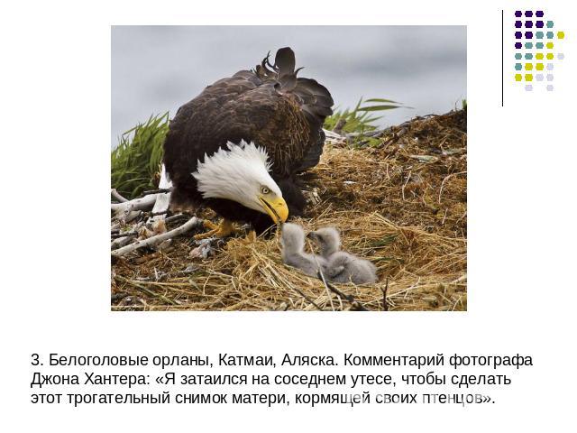 3. Белоголовые орланы, Катмаи, Аляска. Комментарий фотографа Джона Хантера: «Я затаился на соседнем утесе, чтобы сделать этот трогательный снимок матери, кормящей своих птенцов».