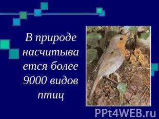 В природе насчитывается более 9000 видов птиц