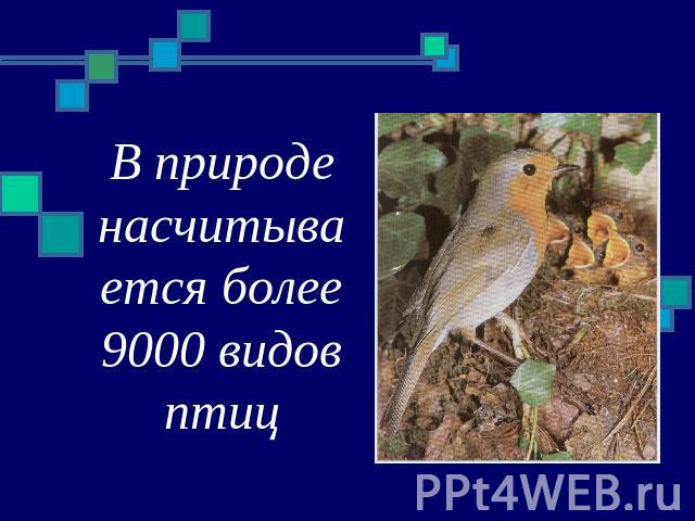В природе насчитывается более 9000 видов птиц