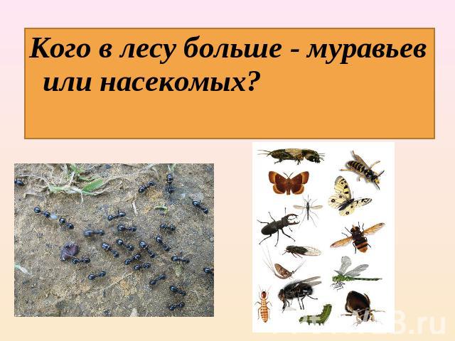 Кого в лесу больше - муравьев или насекомых?