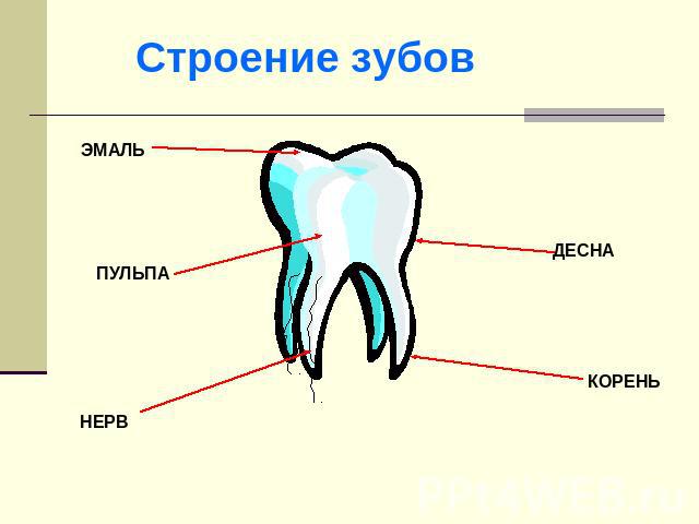 Строение зубовЭМАЛЬПУЛЬПАНЕРВДЕСНАКОРЕНЬ