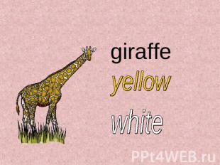 giraffe yellowwhite