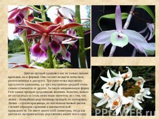 Цветки орхидей удивляют нас не только своими красками, но и формой. Они состоят