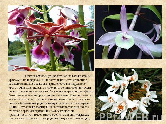 Цветки орхидей удивляют нас не только своими красками, но и формой. Они состоят из шести лепестков, расположенных в два круга. Три лепесточка наружного круга почти одинаковы, а у трех внутренних средний очень сильно отличается от других. За такую не…