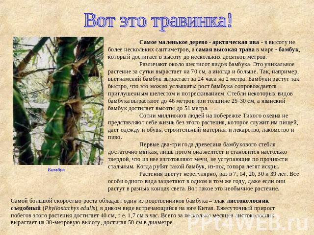 Вот это травинка!Самое маленькое дерево - арктическая ива - в высоту не более нескольких сантиметров, а самая высокая трава в мире - бамбук, который достигает в высоту до нескольких десятков метров.Различают около шестисот видов бамбука. Это уникаль…